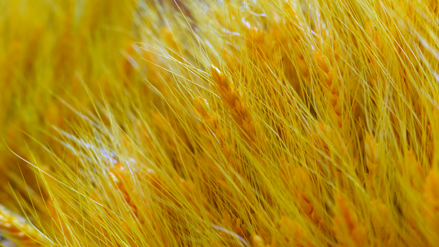 乡村振兴向科技要产量向创新要未来(图3)