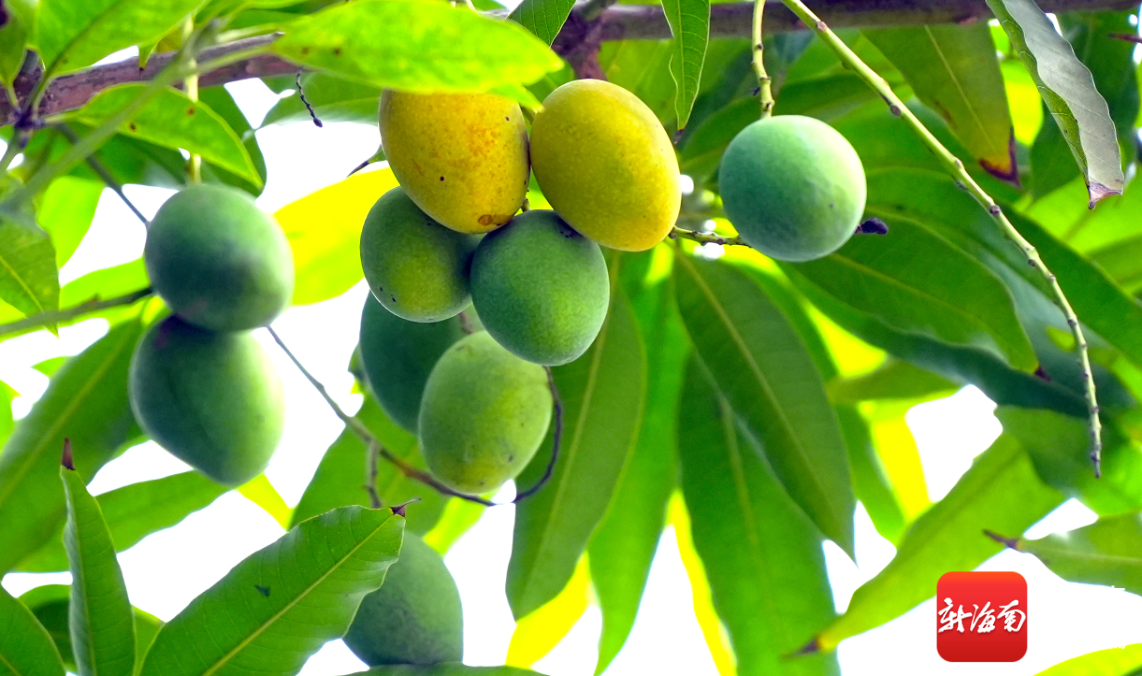 海口街头硕果累累 莲雾芒果成靓丽风景线