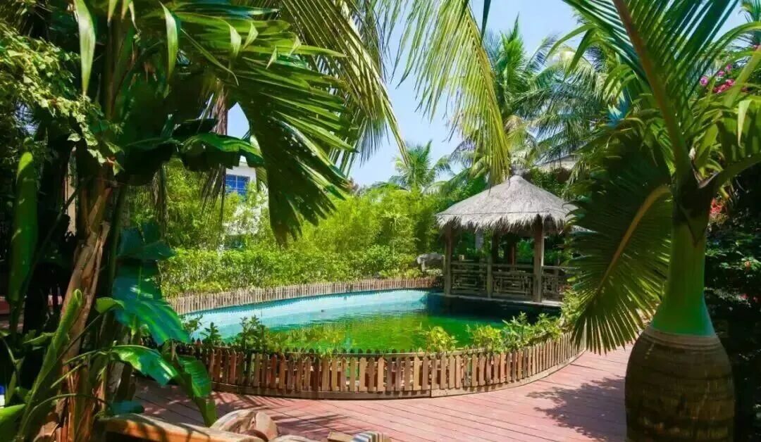 万宁这个宝藏渔村“路子宽”! 养出水中“红玫瑰”