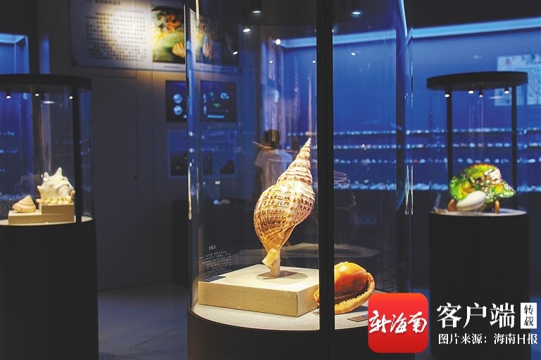 这家博物馆藏着大海里的5000余件宝“贝”