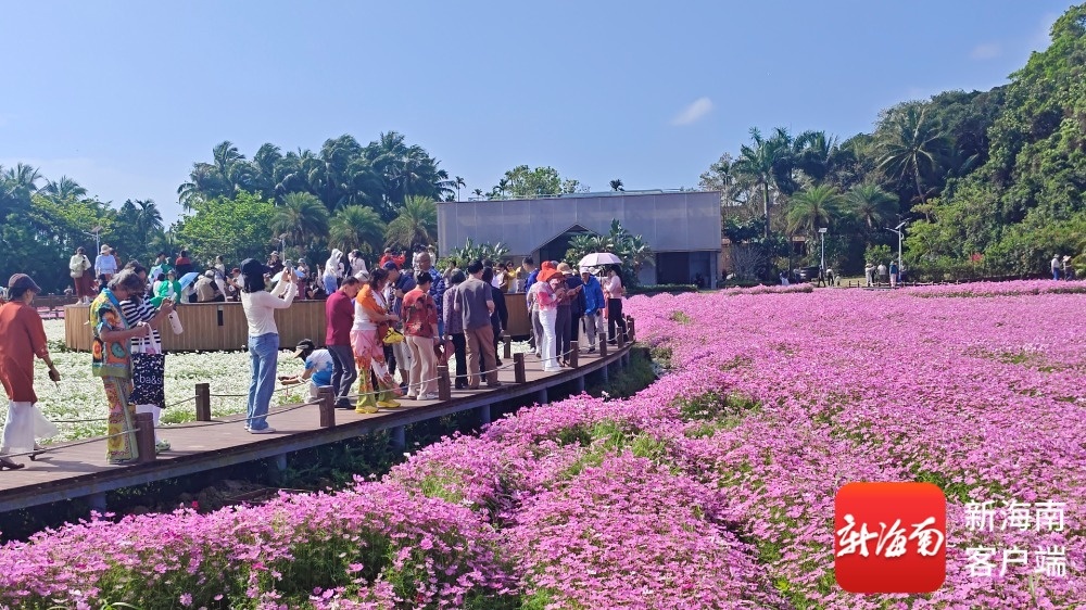 南强花海已上线!抢先打卡博鳌亚洲论坛年会同款花海