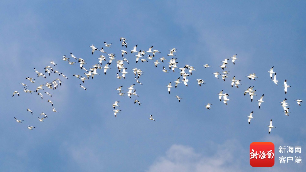 海口东寨港现150余只反嘴鹬 鸟浪翻飞绘就生态美景