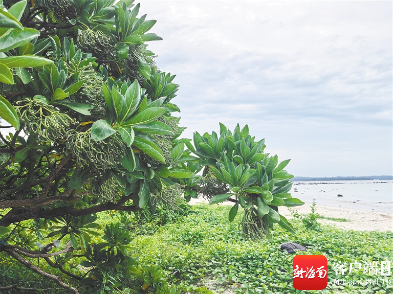 海南本土珍稀防风植物银毛树：一身绒毛的“抗风卫士”