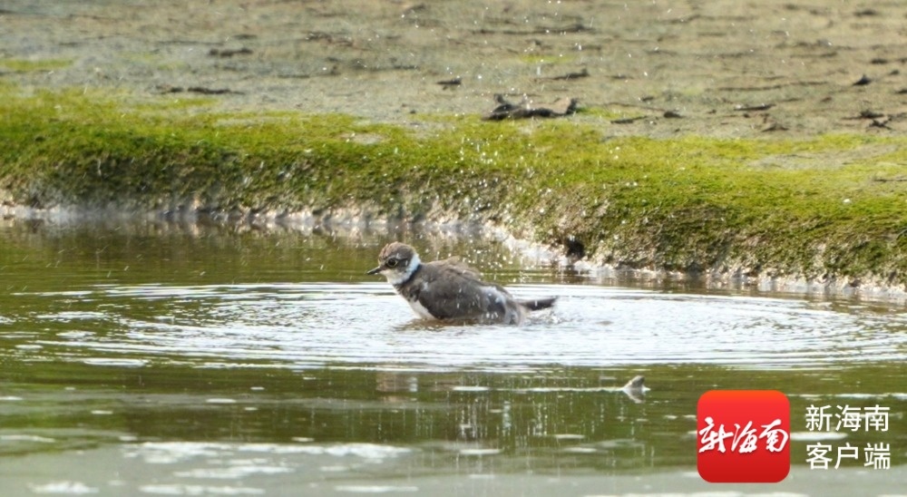 海南连续高温,鸟儿们在水坑里开起“清凉派对”