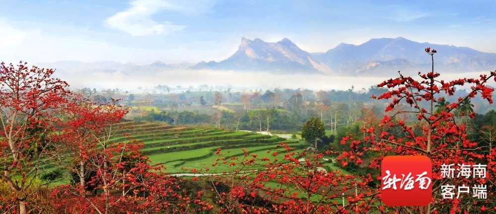 开元棋牌- 开元棋牌APP下载- 官方网站木棉花开啦！一起去昌江过春天