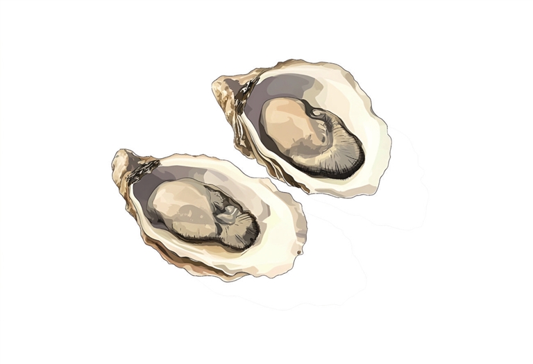 为什么要在冬季吃生蚝？海口演丰生蚝又肥又豪