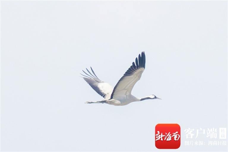 时隔62年 国家二级保护野生动物灰鹤再现海南