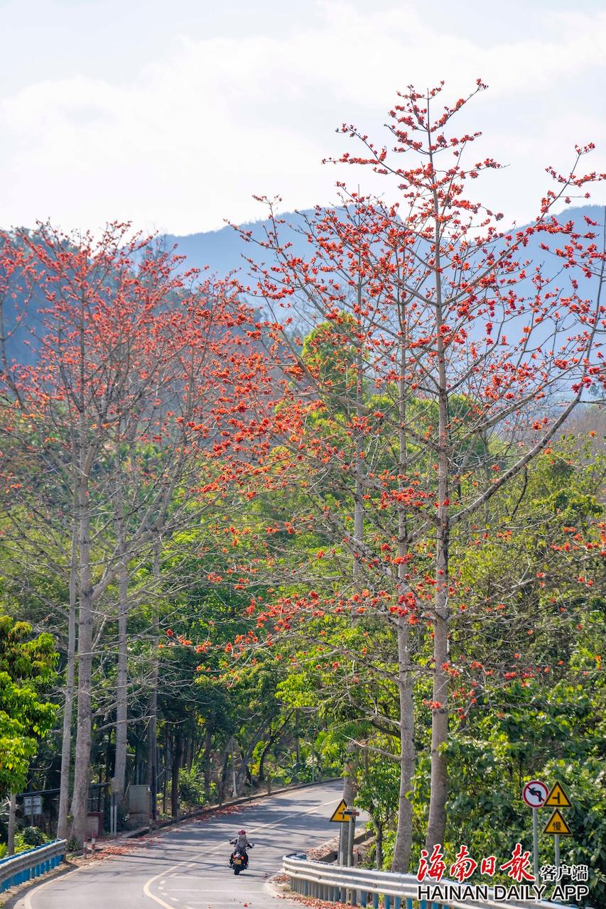鹦哥岭下木棉红 白沙春日鲜艳夺目、暖意融融