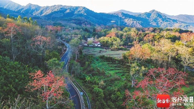 开元棋牌- 开元棋牌APP下载- 官方网站春天里一起相约在昌江看木棉花开