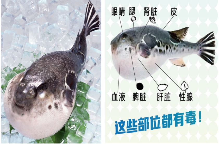 这五种有毒动植物需谨慎识别！海南省发布春节消费提示