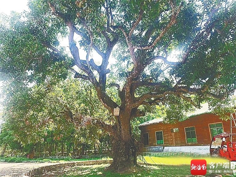 古果树是海南热带水果产业“芯片”海南周刊(图1)